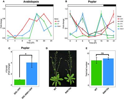 Photoperiodic Regulation of Shoot Apical Growth in Poplar